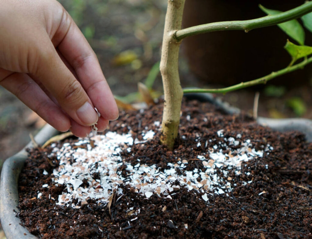 Eggshell in gardening