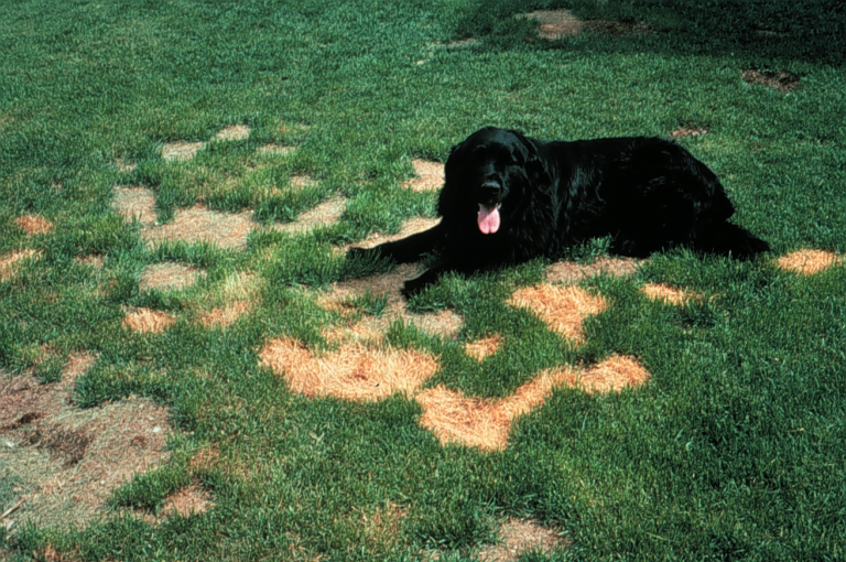 lawn and pets